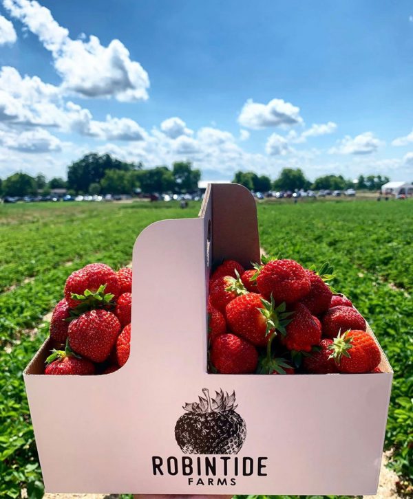 strawberry picking basket robintide farms