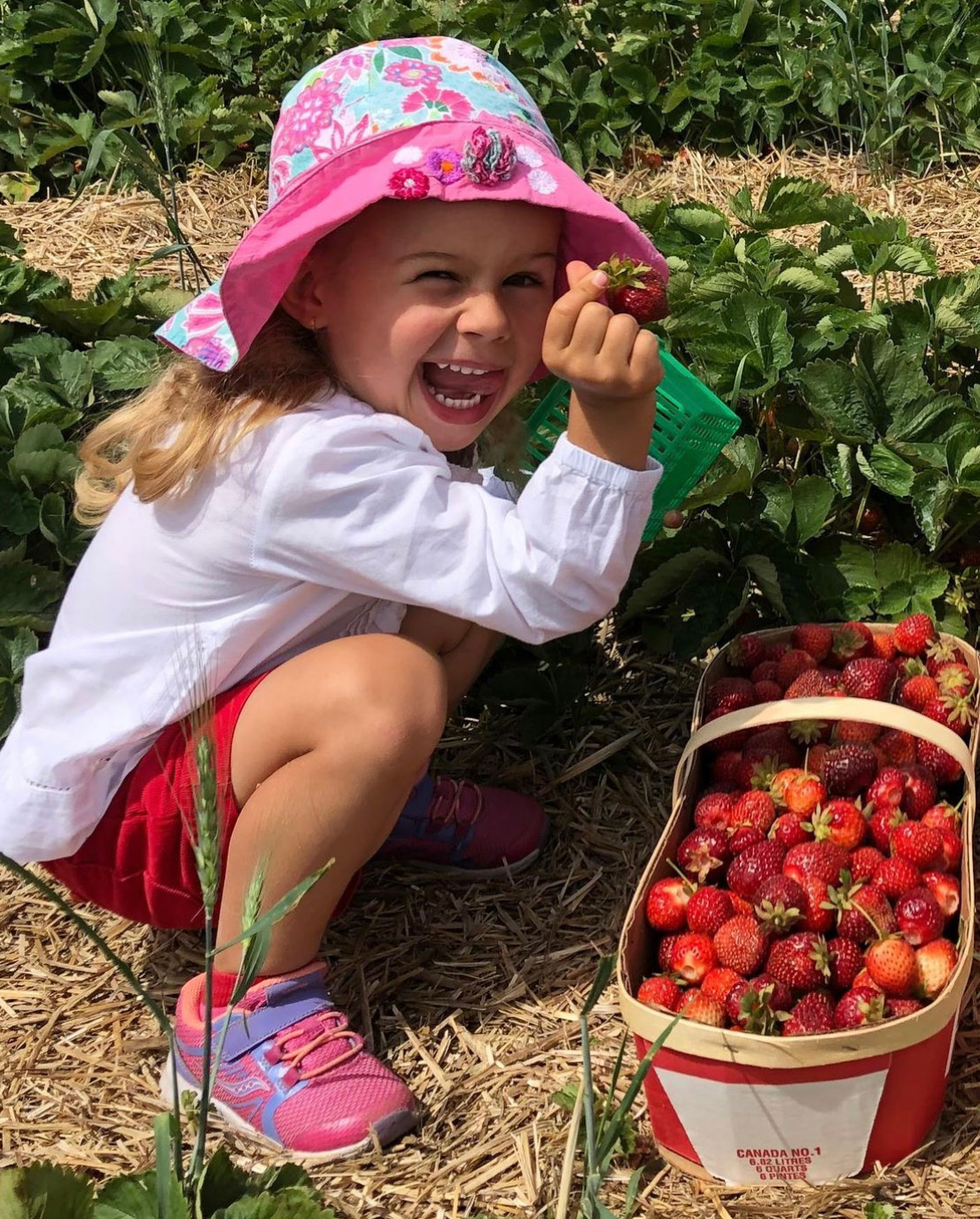 Robinntide Farm Strawberries - Robintide Farms