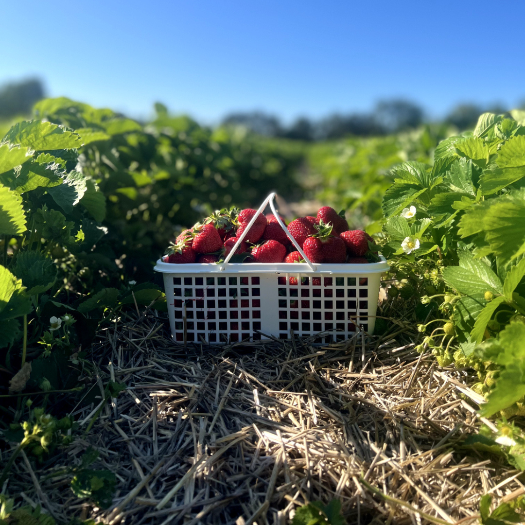 Robinntide Farm Strawberries - Robintide Farms