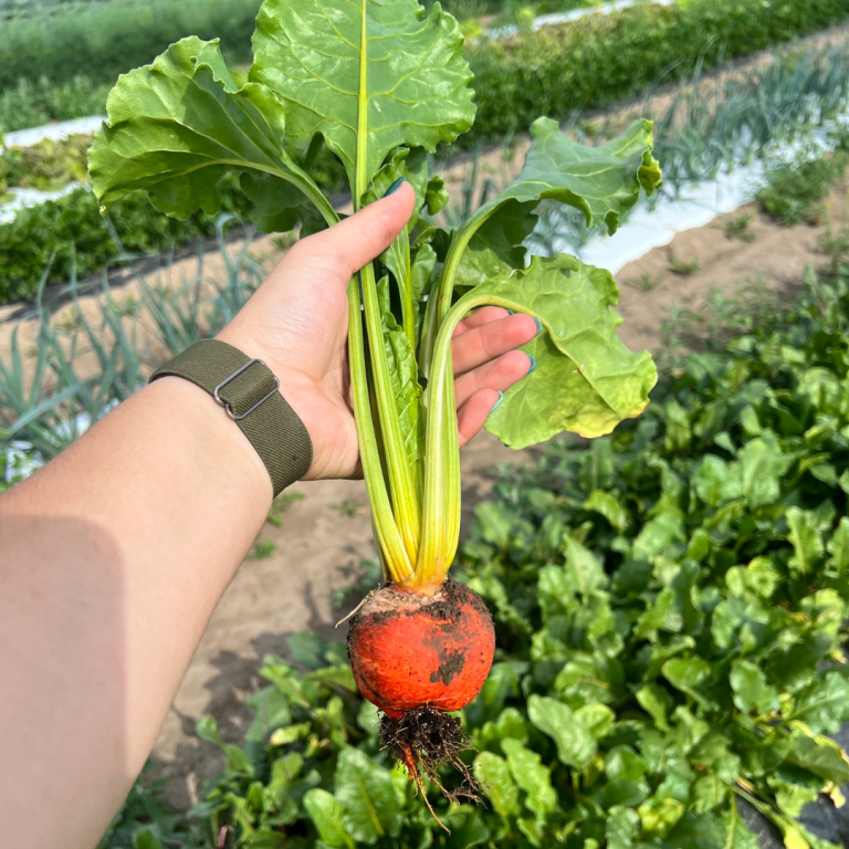 Robinntide Farm Vegetables - Robintide Farms