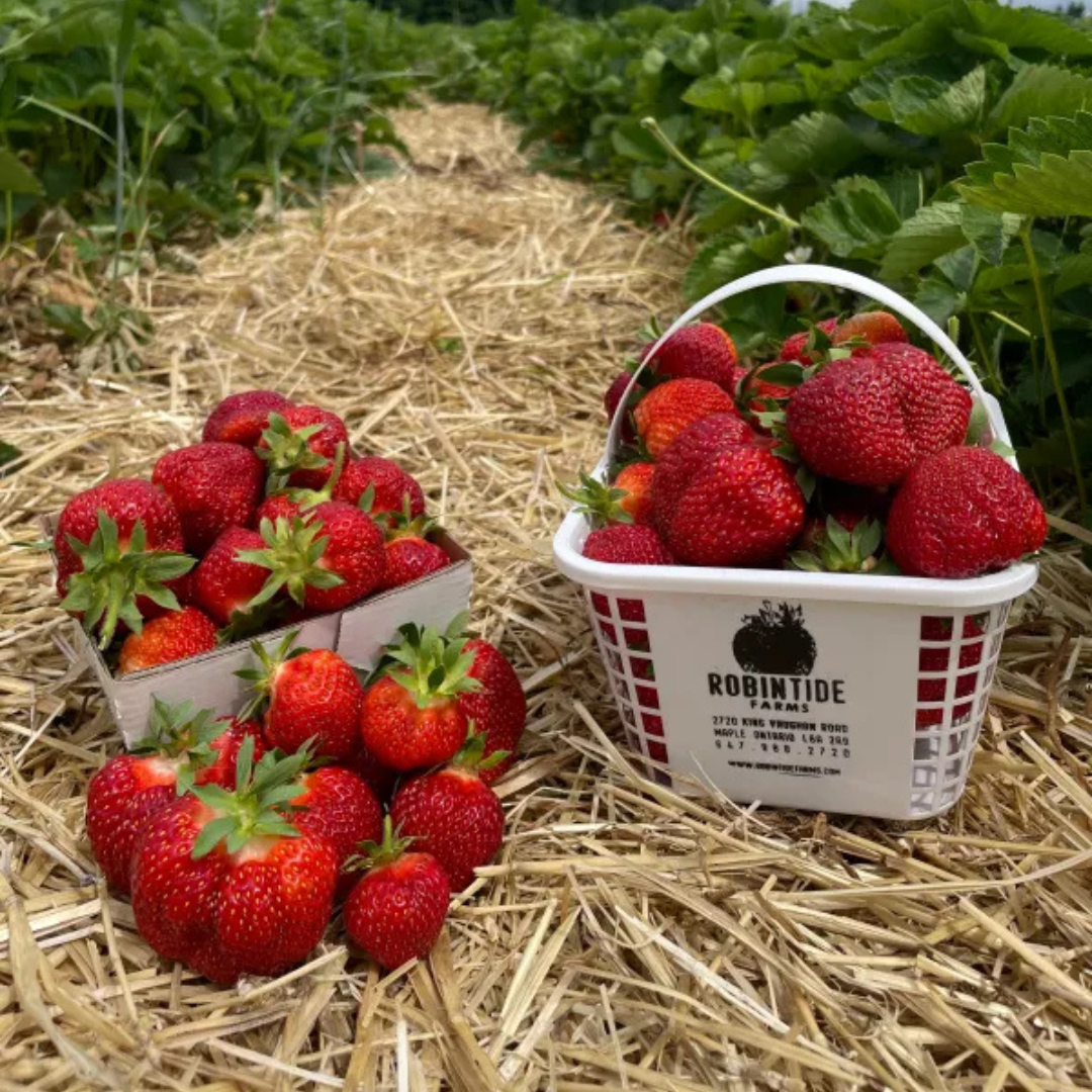 Robinntide Farm Farm Market - Robintide Farms