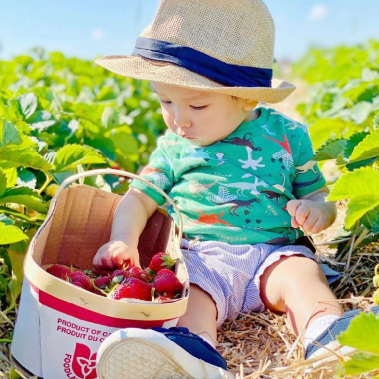 Robinntide Farm Strawberries - Robintide Farms